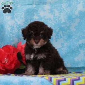Monkey, Toy Poodle Puppy